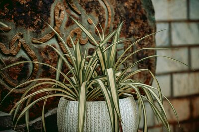 Spider Plant